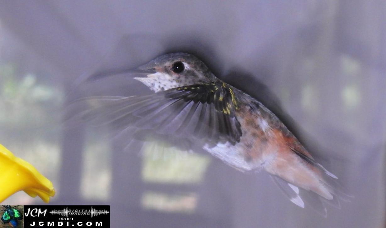 Hummingbird photo captured from Robo-Cam Motion Detection at JCMDI.COM